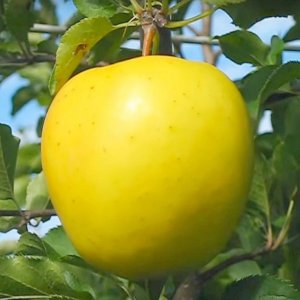 Яблоня Голден Владимирский ОКС Родники  Родники