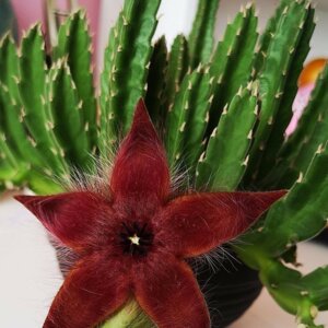 Стапелия в ассортименте  Родники  Родники