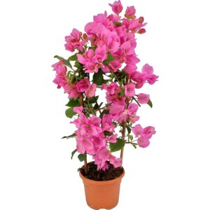 Бугенвиллея в ассорт. D 15 (лат. Bougainvillea) Родники  Родники