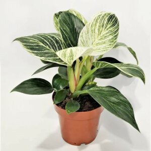 Филодендрон Биркин Родники  Родники