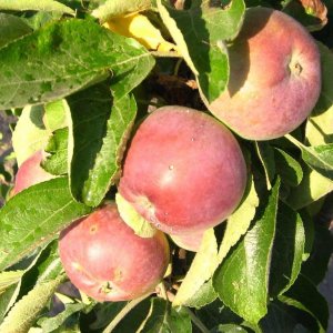 Яблоня Валюта (355/37) (колоновидная) ОКС Родники  Родники