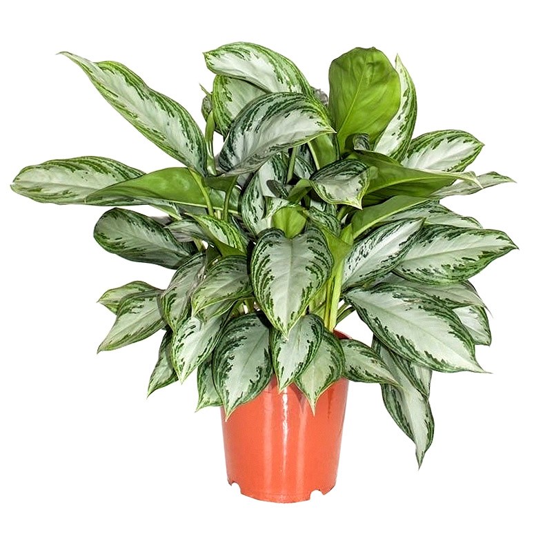 Аглаонема (лат. Aglaonema)