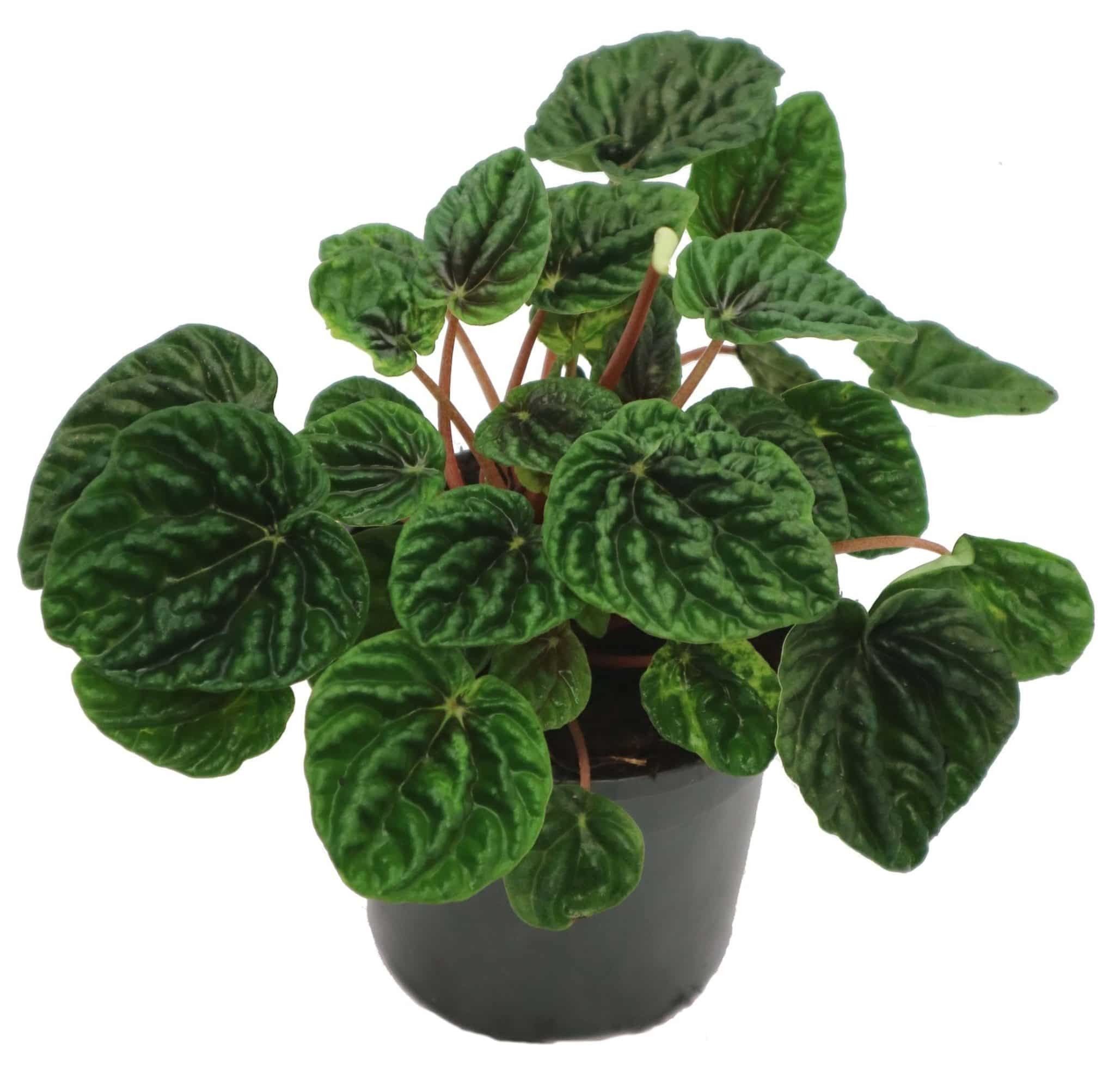 Пеперомия (лат. Peperomia) 