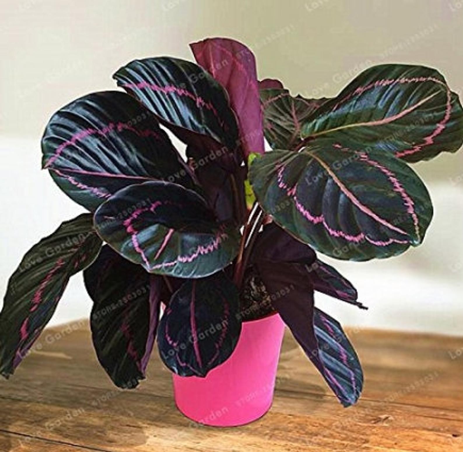 Калатея (лат. Calathea) 