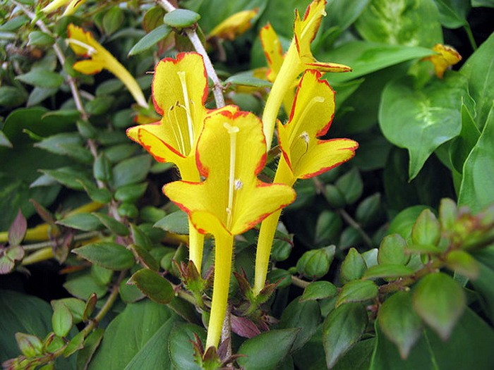 Колумнея (лат. Columnea)