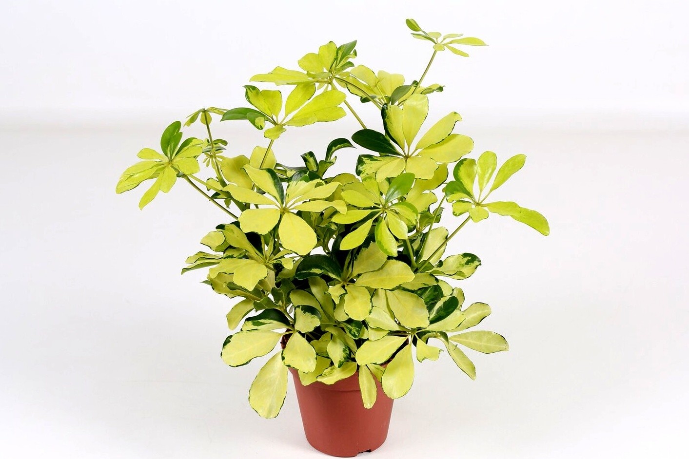 Шеффлера (лат. Schefflera)