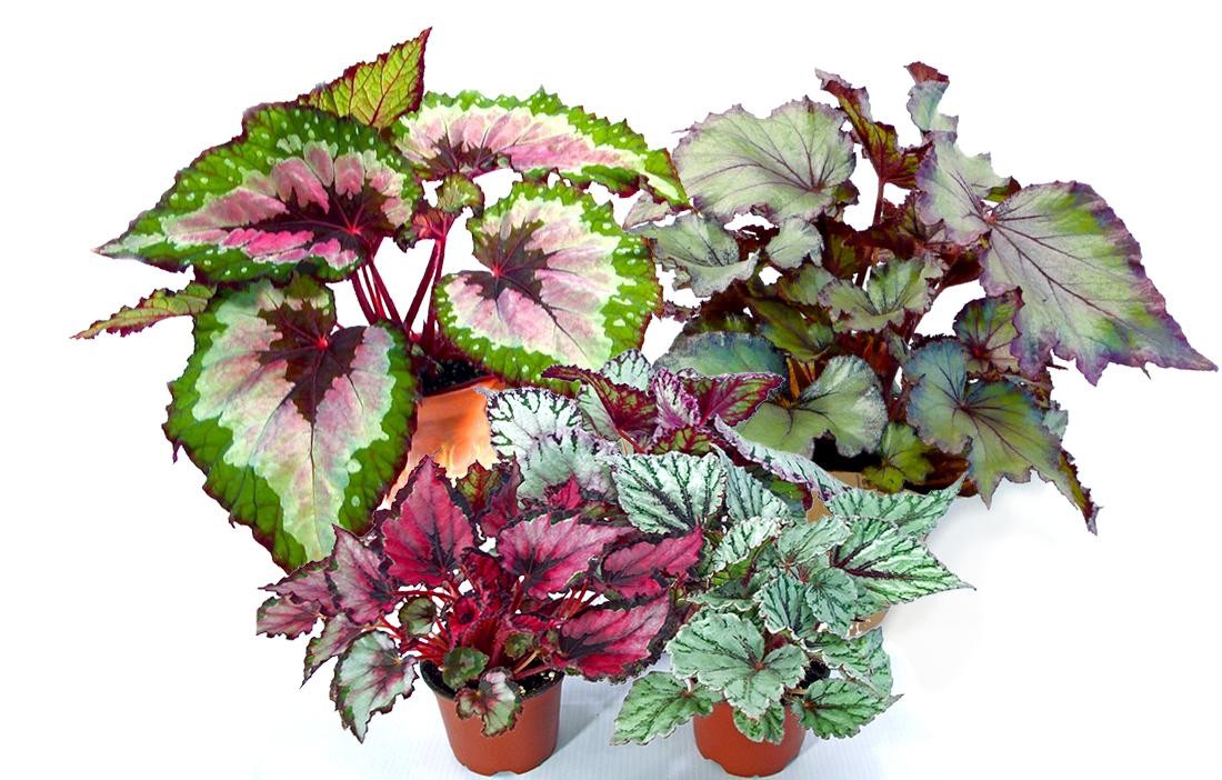 Бегония (лат. Begonia) 