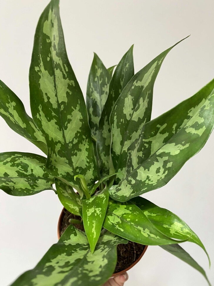 Аглаонема (лат. Aglaonema)