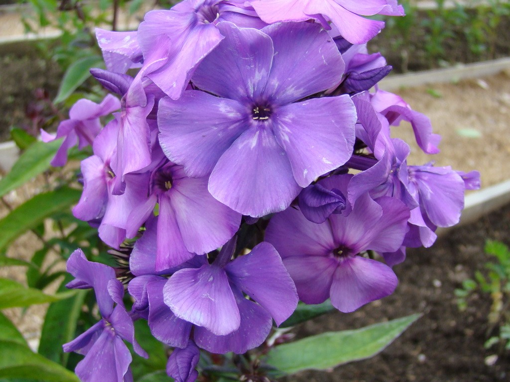 Флокс