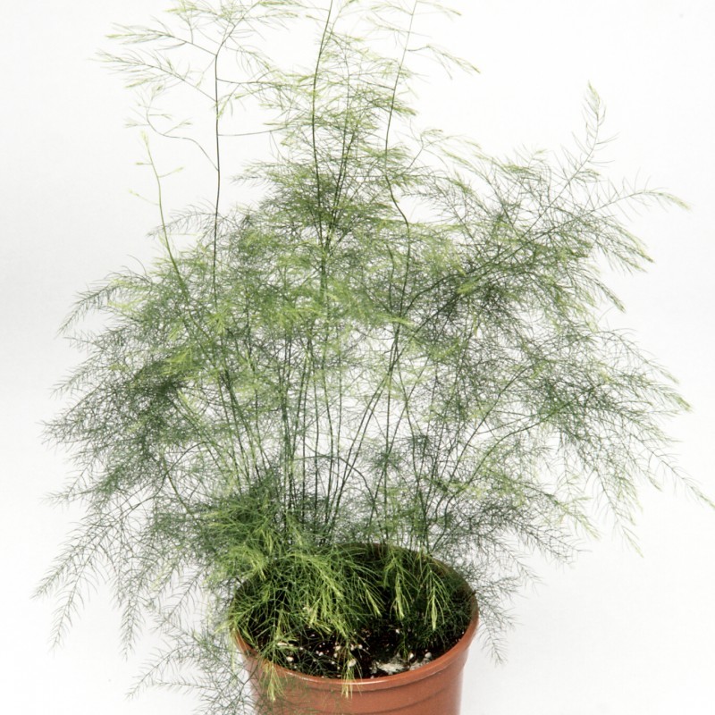 Аспарагус (лат. Asparagus)