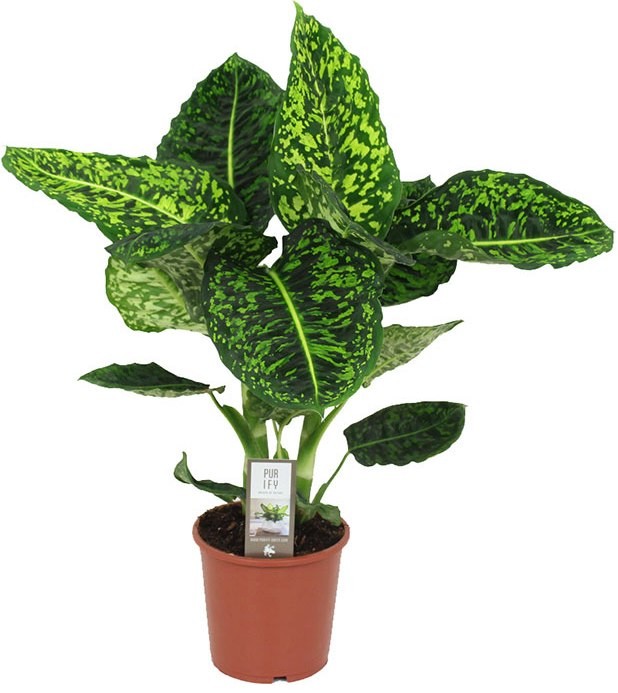 Диффенбахия (лат. Dieffenbachia)