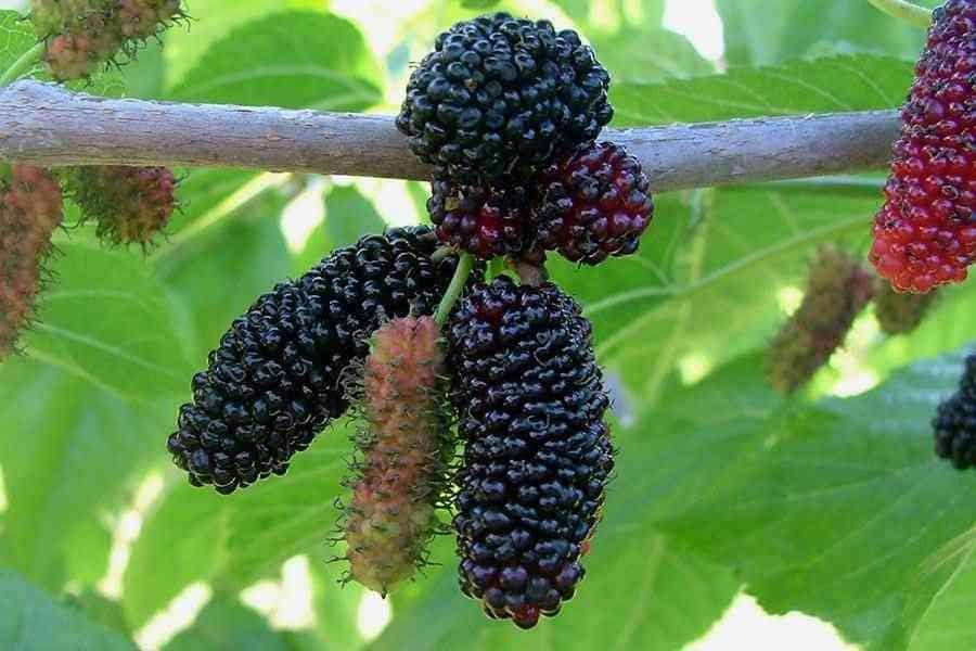 Шелковица