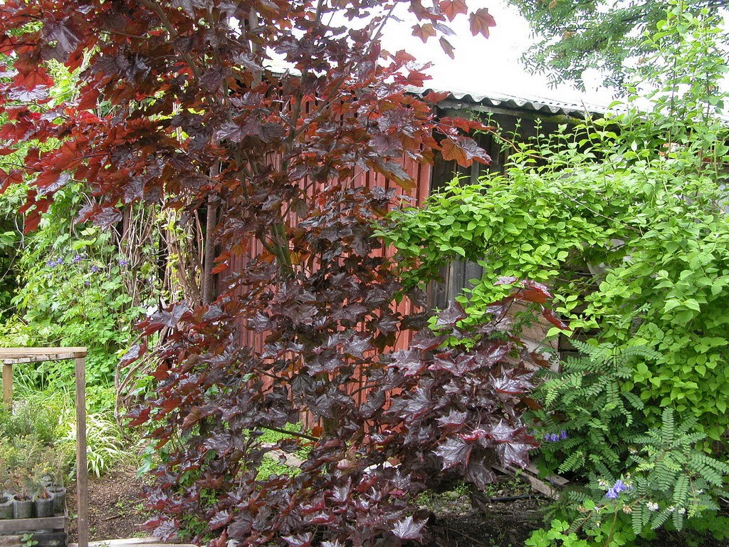 Клён