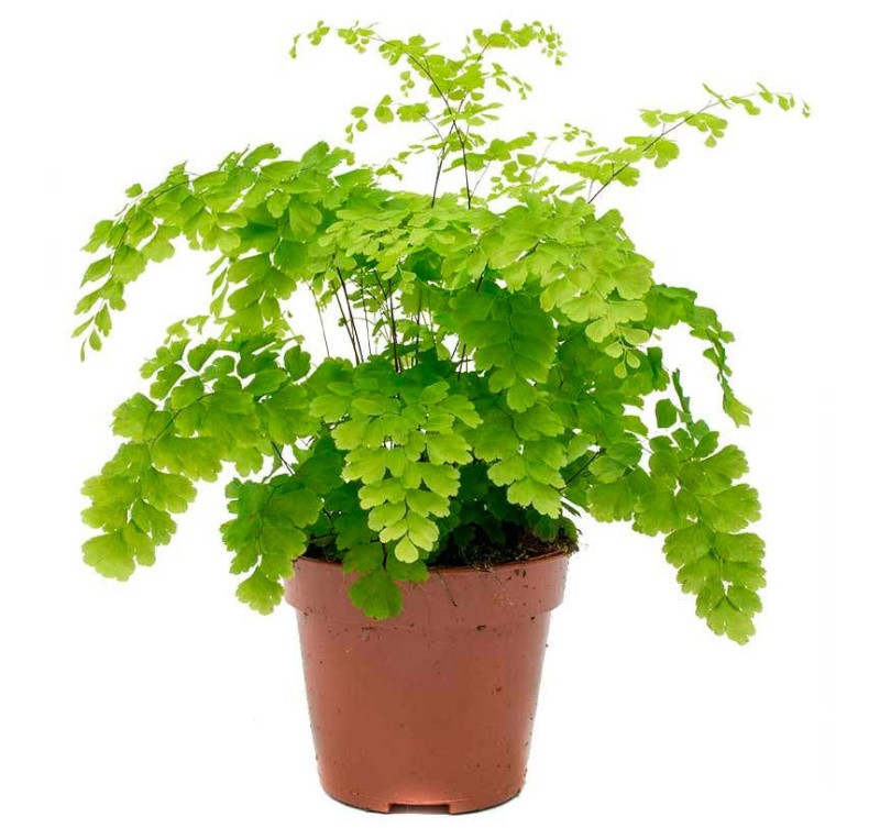 Нефролепис (папоротник) (лат. Nephrolepis)