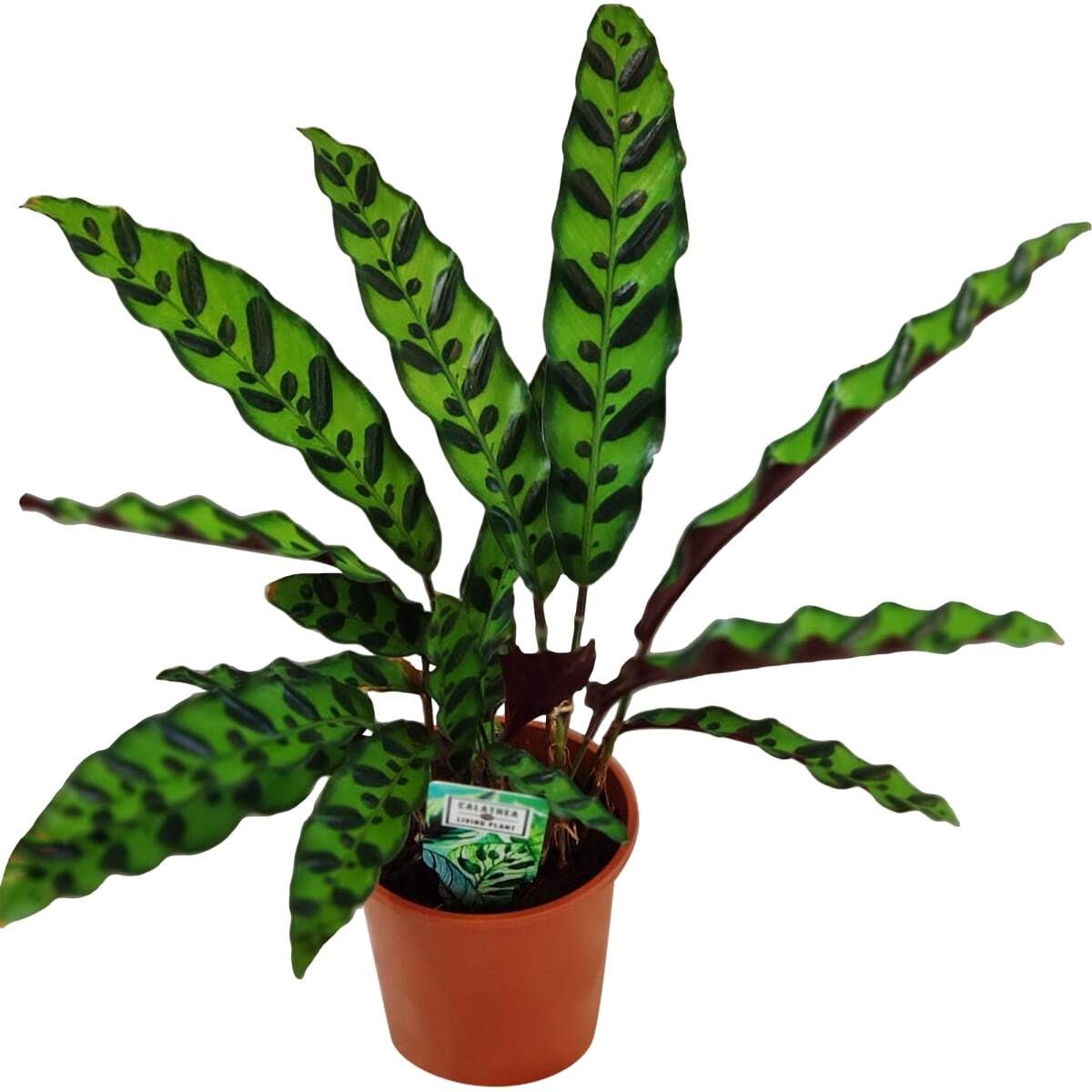 Калатея (лат. Calathea) 