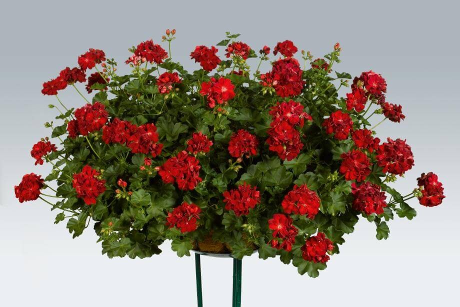 Пеларгония Pelargonium (герань)